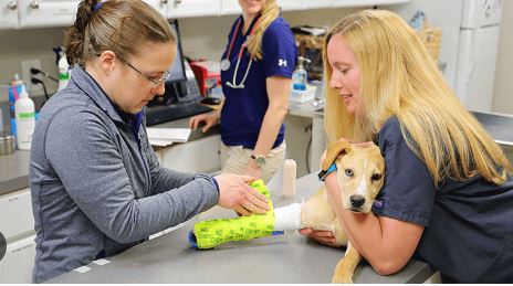 Immediate Help for Pet Emergencies