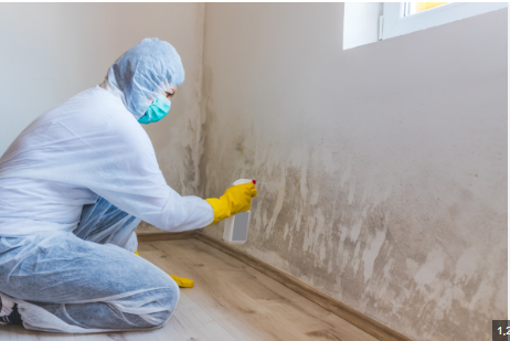DIY Mold Removal: Tips and When to Call a Professional